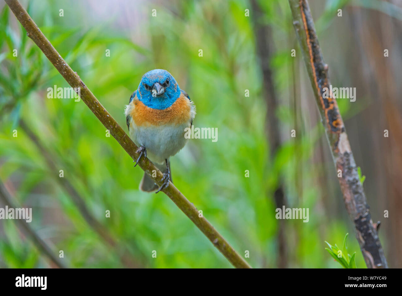 Lazuli Bunting (Passerina amoena) Grand Teton National Park, Wyoming, USA, June. Stock Photo