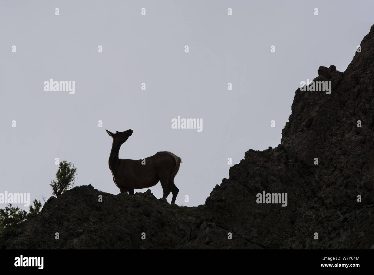 Elk (Cervus canadensis) silhouetted against grey sky, Yellowstone National Park, Wyoming, USA, June. Stock Photo
