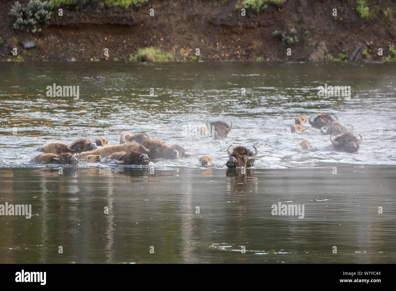 American Buffalo (Bison bison) wading through river, Yellowstone National Park, Wyoming, USA, June. Stock Photo