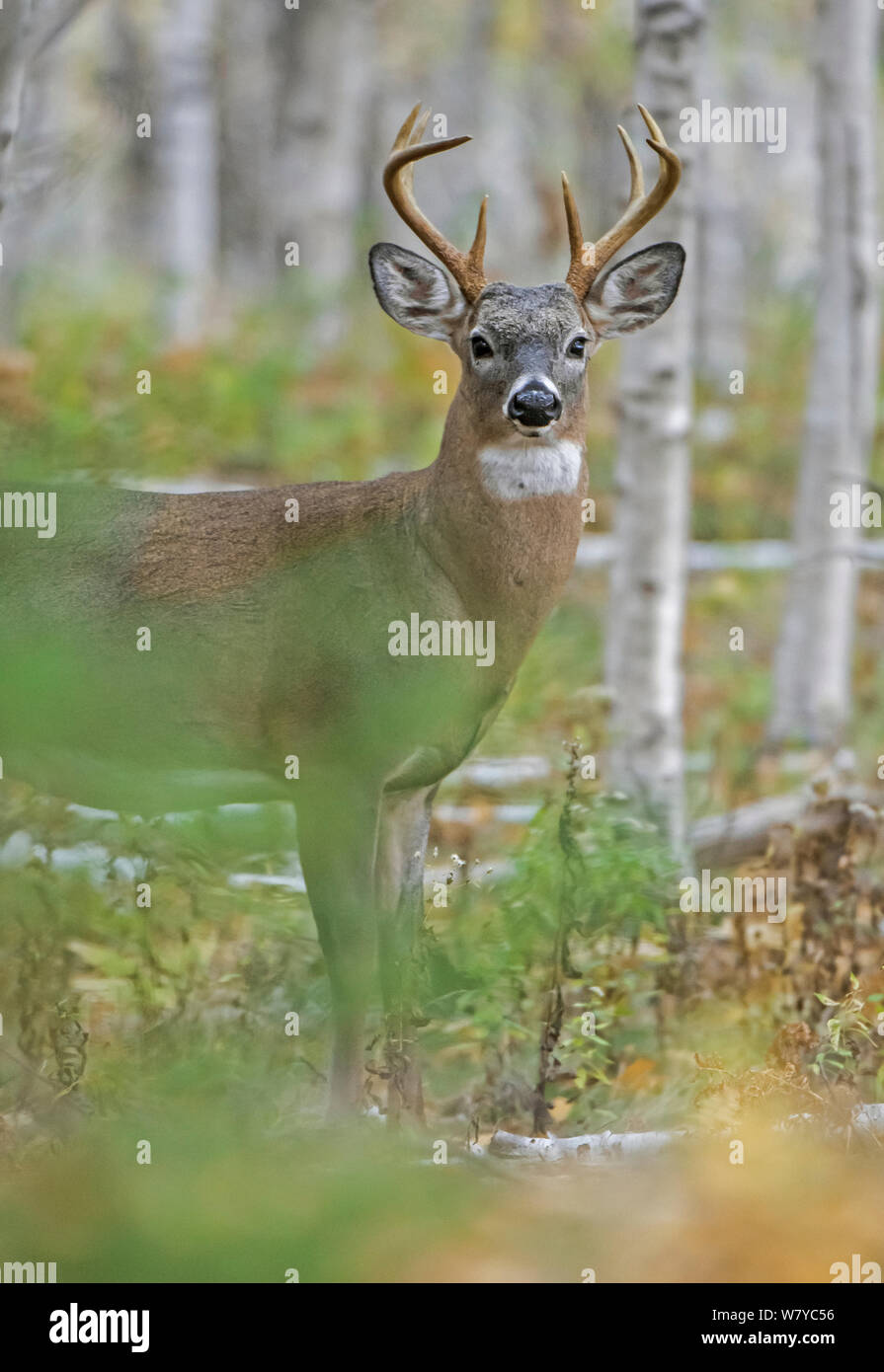 White-tailed Deer (Odocoileus virginianus) male, Acadia National Park, Maine, USA, October. Stock Photo