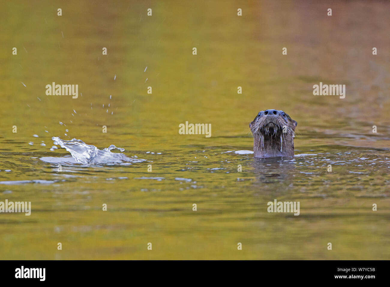 North American river otter (Lontra canadensis) emerging from water, Acadia National Park, Maine, USA, October. Stock Photo