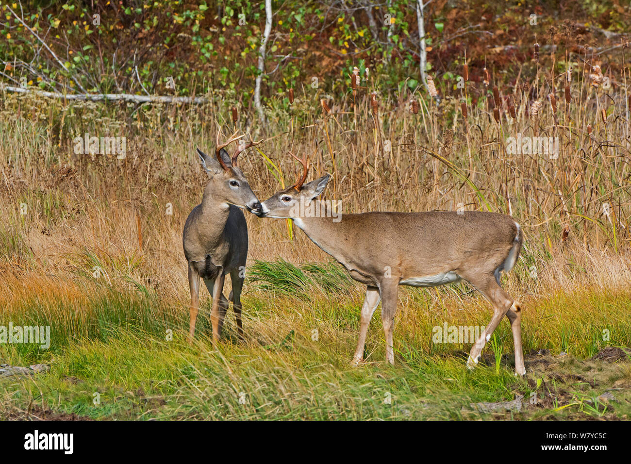 White-tailed Deer (Odocoileus virginianus) two males durin rut, Acadia National Park, Maine, USA, October. Stock Photo
