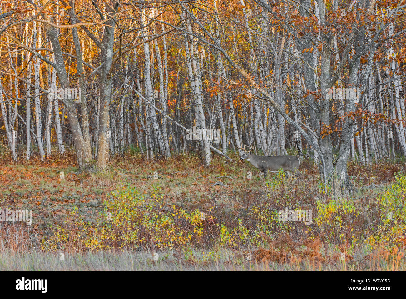 White-tailed deer (Odocoileus virginianus) male in front of autumn forest, Acadia National Park, Maine, USA, October. Stock Photo
