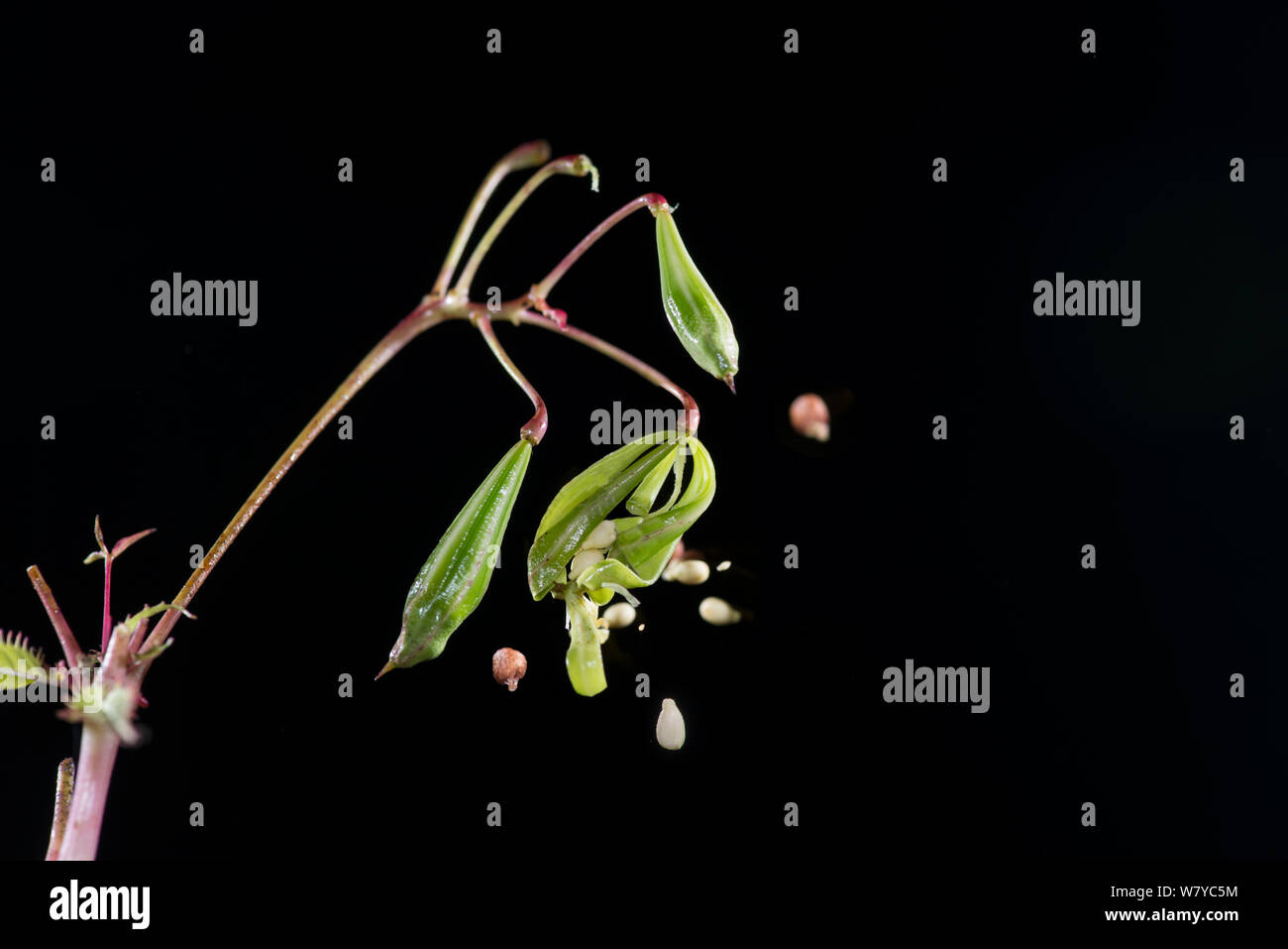 Himalayan Balsam (Impatiens glandulifera) seeds bursting from pod. Ripe seed pods do this in the wild when hit by rain drops. Digital composite. Stock Photo