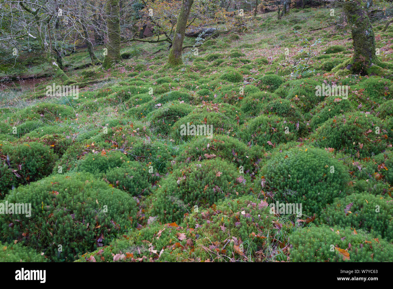 Moss (Polytrichum commune) Snowdonia, Wales, UK, October. Stock Photo