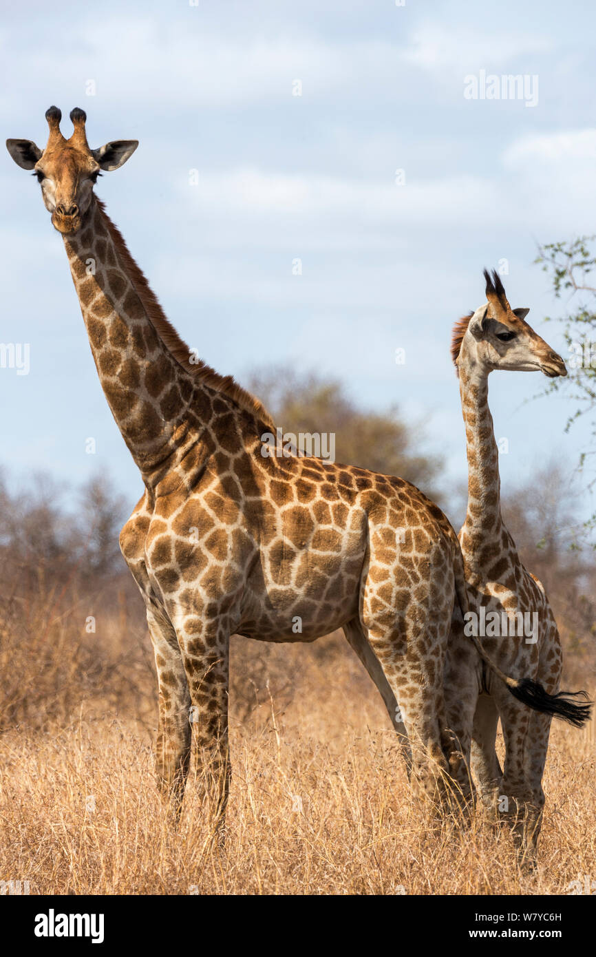 Giraffe (Giraffa camelopardalis), Kruger National Park, South Africa, September. Stock Photo