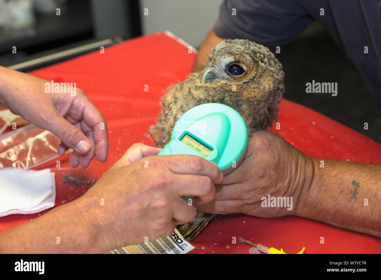 Scanning newly inserted microchip in juvenile tawny owl (Strix aluco) prior to release into wild, Secret World animal sanctuary, Somerset, UK, June. Stock Photo