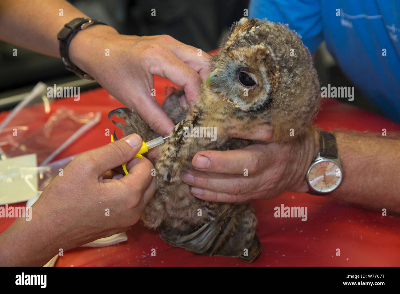 Injecting microchip into juvenile tawny owl (Strix aluco) prior to release into wild, Secret World animal sanctuary, Somerset, UK, June. Stock Photo
