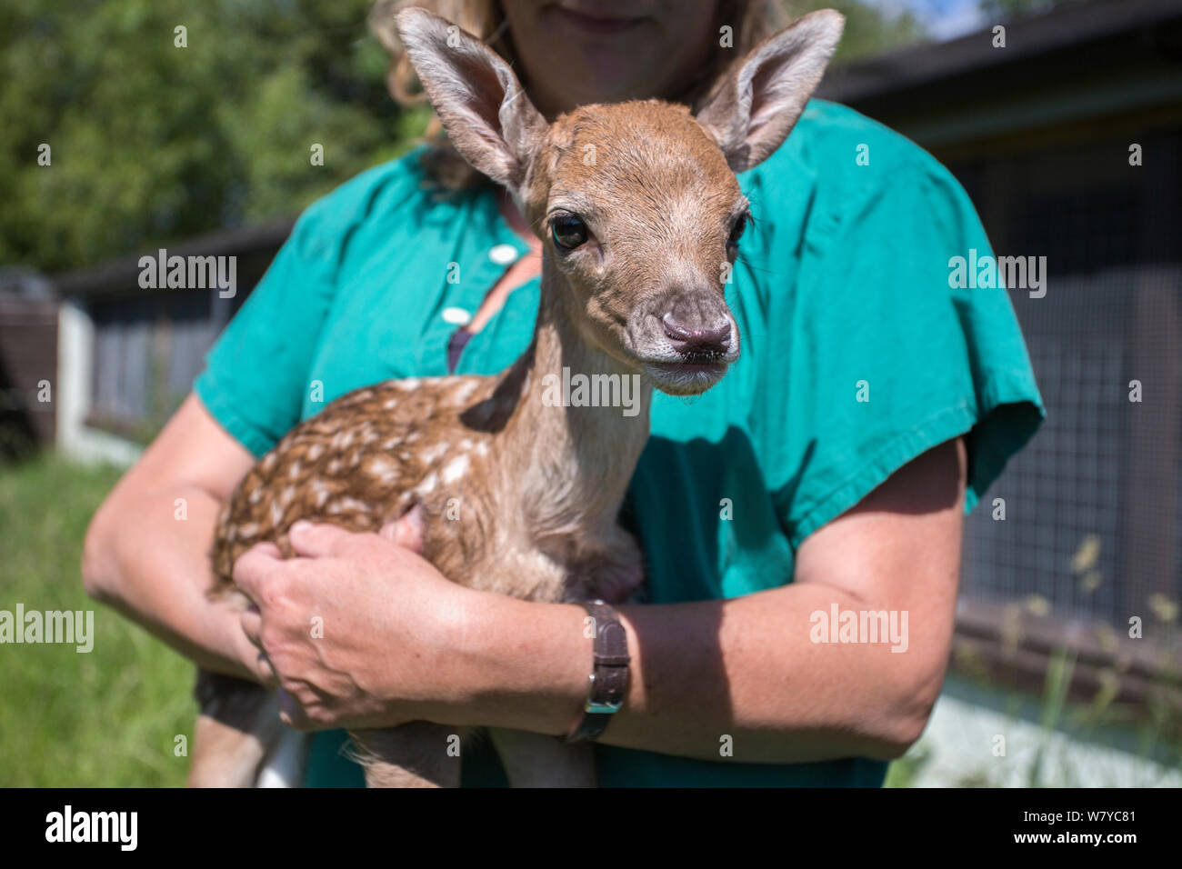 pet world somerset