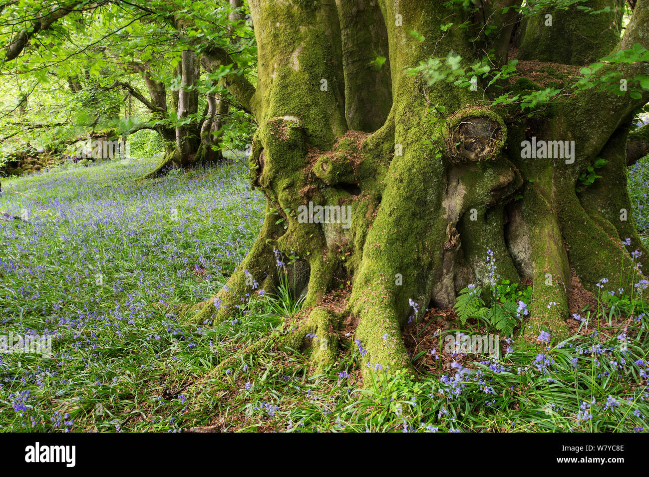 Ancient woodland, with flowering bluebells, Wood of Cree RSPB reserve, Galloway, Scotland, UK, May. Stock Photo