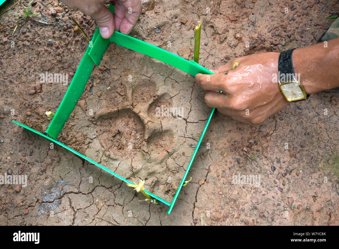 Staff from NGO Freeland preparing to take a cast of an Indochinese tiger paw print (Panthera tigris corbetti), Thap Lan National Park, Thailand, August. Stock Photo