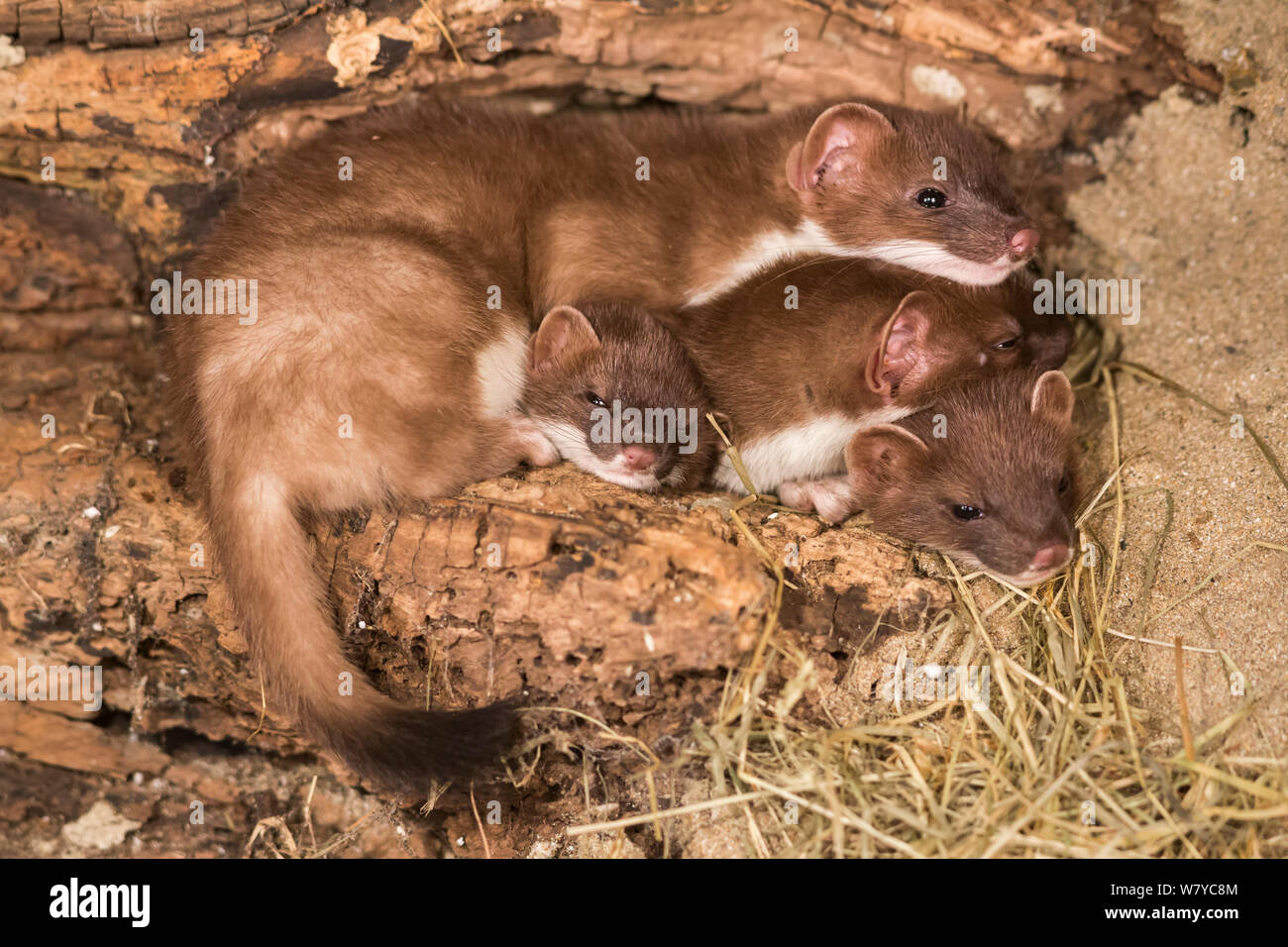 Stoat (Mustela erminea), UK, June, controlled conditions. Stock Photo