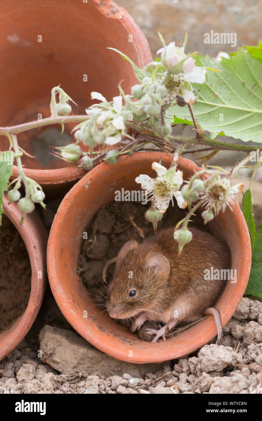 Bank vole (Clethrionomys glareolus) in plant pot, UK, June, captive. Stock Photo