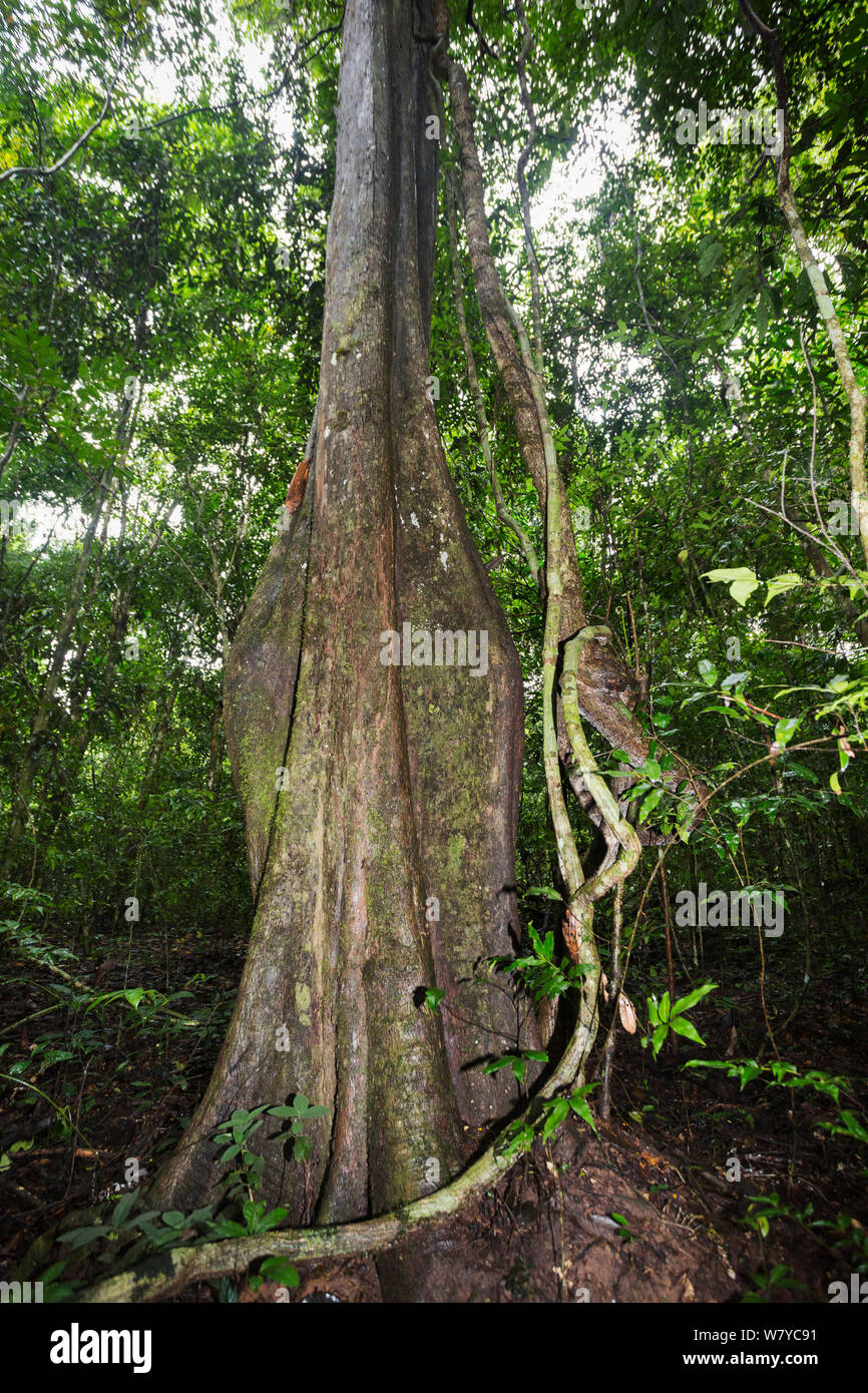 Rosewood plant hi-res stock photography and images - Alamy
