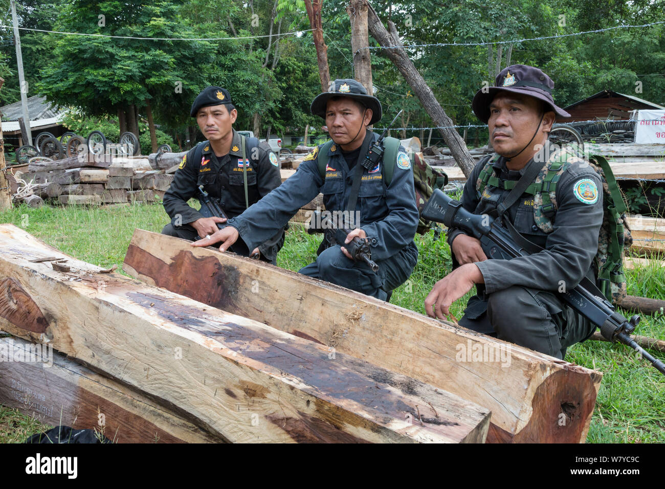 Thap Lan anti-poaching rangers with Siam rosewood tree (Dalbergia cochinchinensis) timber  confiscated from poachers, Thap Lan National Park, Dong Phayayen-Khao Yai Forest Complex, eastern Thailand, August, 2014. Stock Photo