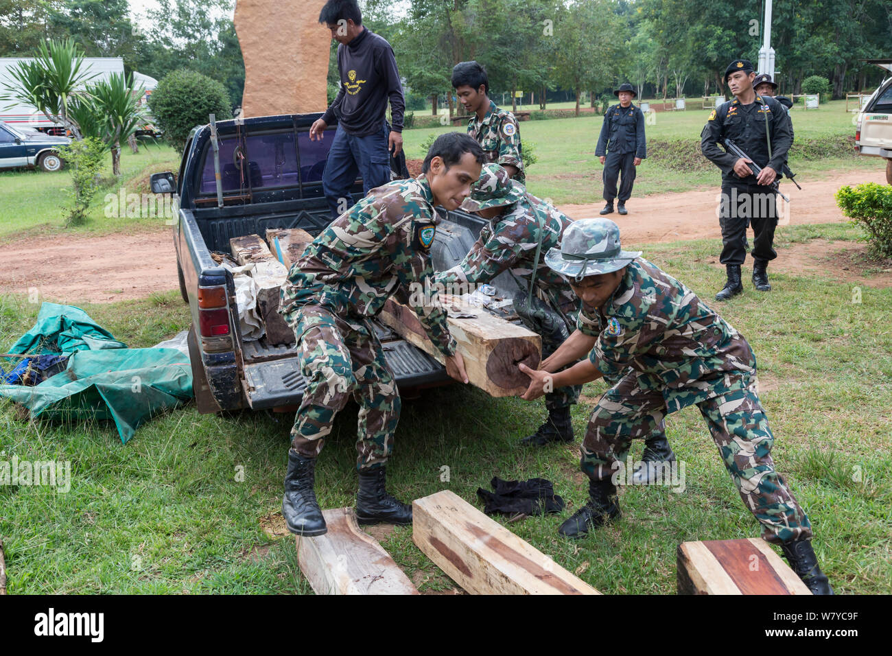 Thap Lan rangers unloading Siam rosewood tree (Dalbergia cochinchinensis) timber confiscated from poachers, Thap Lan National Park, Dong Phayayen-Khao Yai Forest Complex, eastern Thailand, August, 2014. Stock Photo