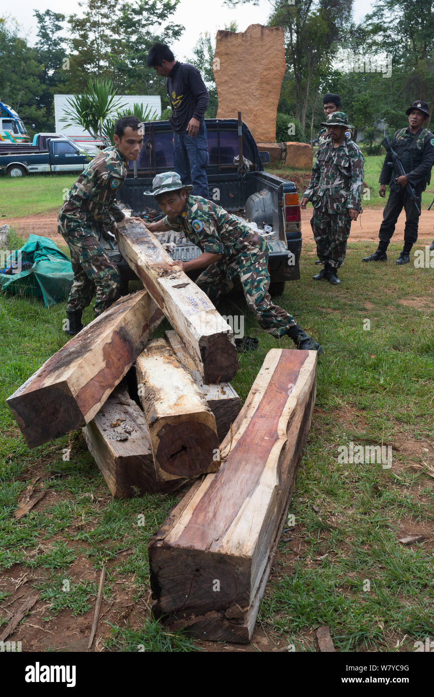 Thap Lan rangers unloading Siam rosewood tree (Dalbergia cochinchinensis) timber  confiscated from poachers, Thap Lan National Park, Dong Phayayen-Khao Yai Forest Complex, eastern Thailand, August, 2014. Stock Photo