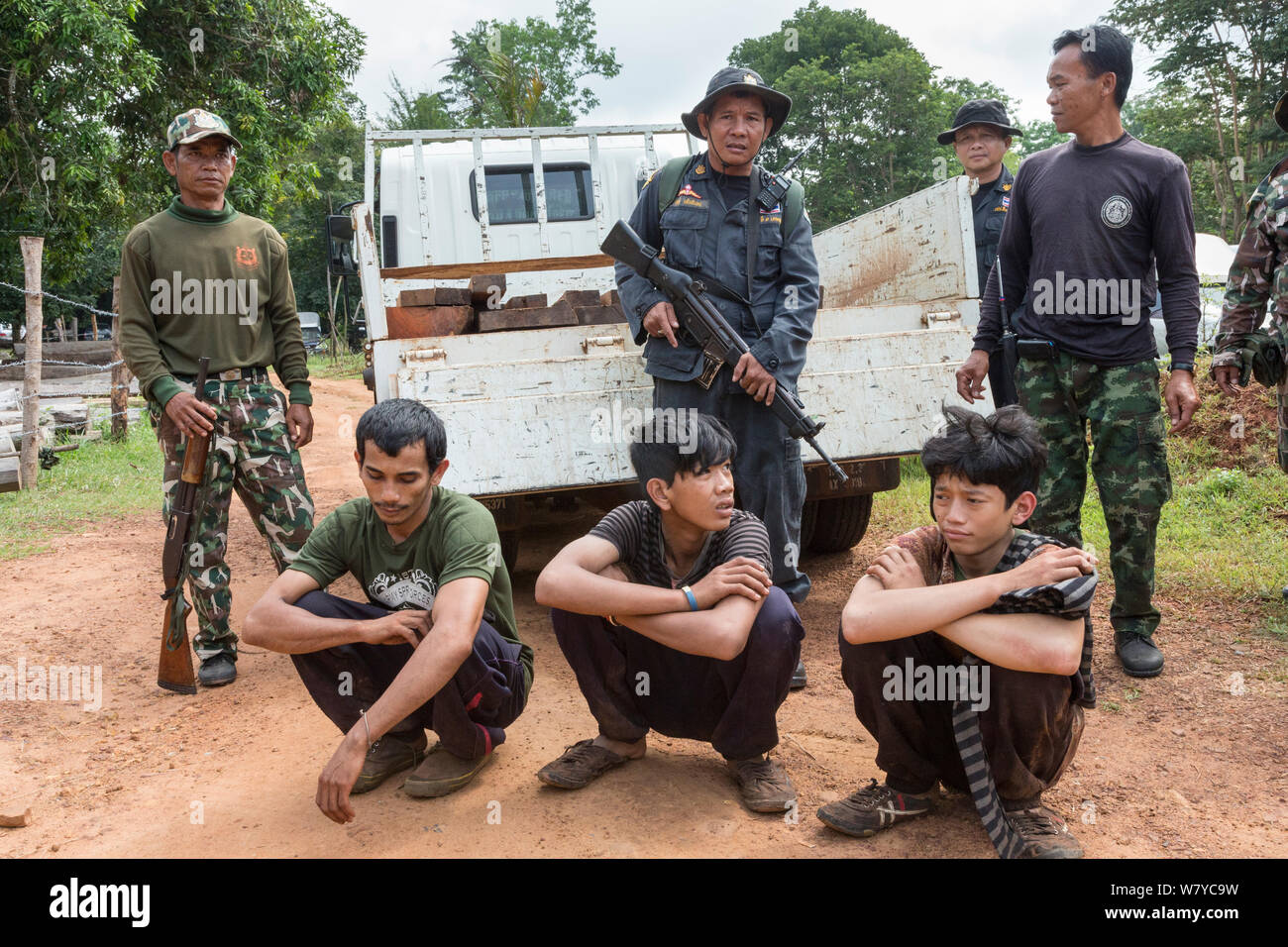 Siam rosewood tree poachers caught by anti-poaching patrol, Thap Lan national park, Thap Lan National Park, Dong Phayayen-Khao Yai Forest Complex, eastern Thailand, August, 2014. Stock Photo