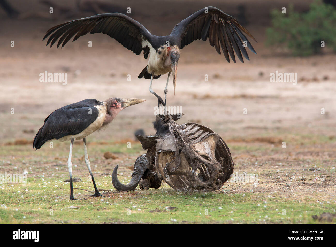 Marabou storks (Leptoptilos crumeniferus) on carcass, Chobe National Park, Botswana, Africa. Stock Photo