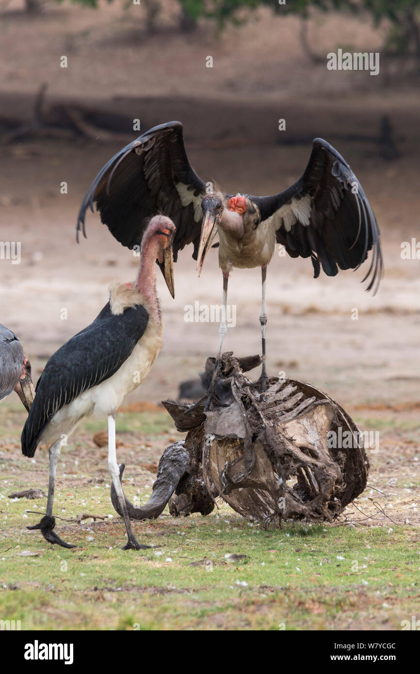 Marabou storks (Leptoptilos crumeniferus) on carcass, Chobe National Park, Botswana, Africa. Stock Photo