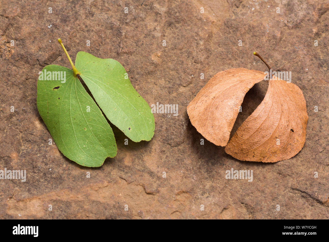 Mopane (Colophospermum mopane) leaves, fresh and dry, Kruger, South Africa. Stock Photo