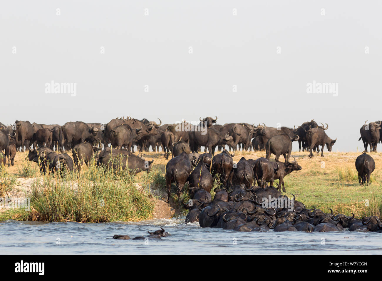 Cape buffalo (Syncerus caffer) herd crossing the Chobe River, Chobe Game Reserve, Botswana, Africa. Stock Photo