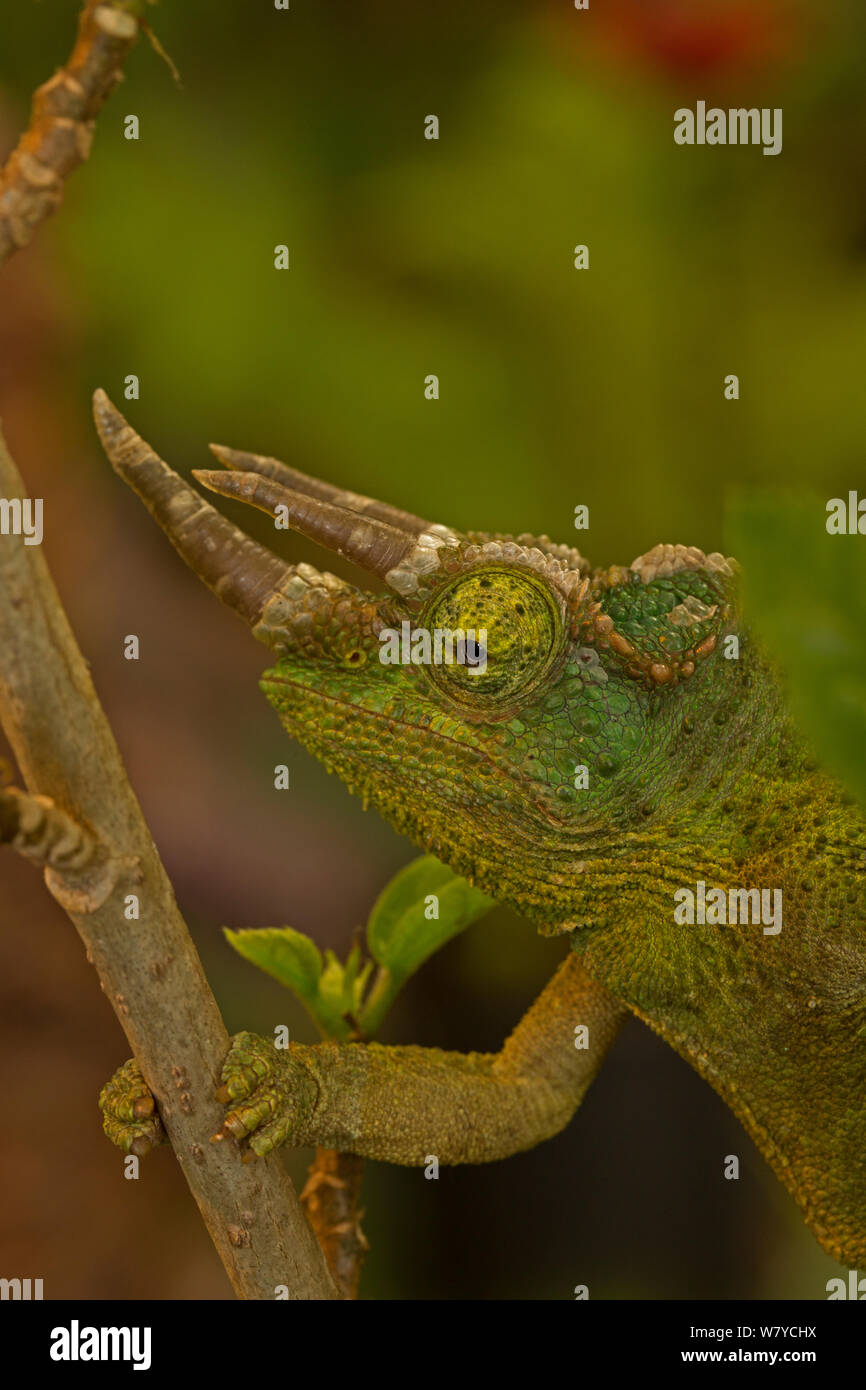 Jackson&#39;s three-horned chameleon (Trioceros jacksonii) occurs in East Africa and introduced in USA. Stock Photo