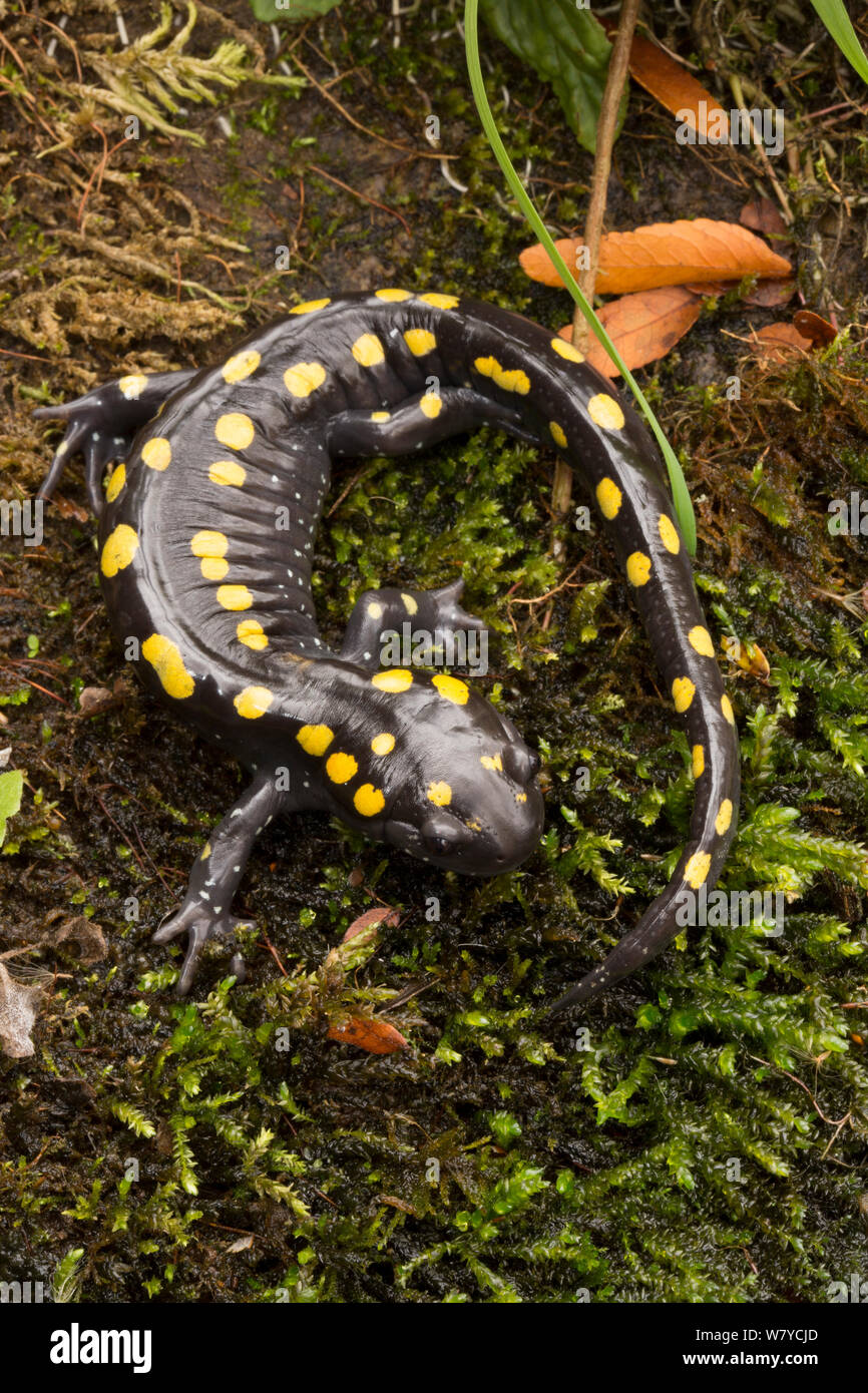Spotted salamander (Ambystoma maculatum) New York, USA. October. Stock Photo