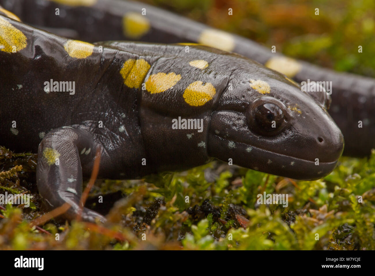 Spotted salamander (Ambystoma maculatum) New York, USA. October. Stock Photo