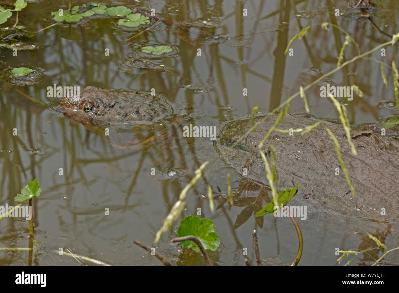 Snapping turtle (Chelydra serpentina) breathing at surface, covered in algae, Virginia, USA. September. Stock Photo