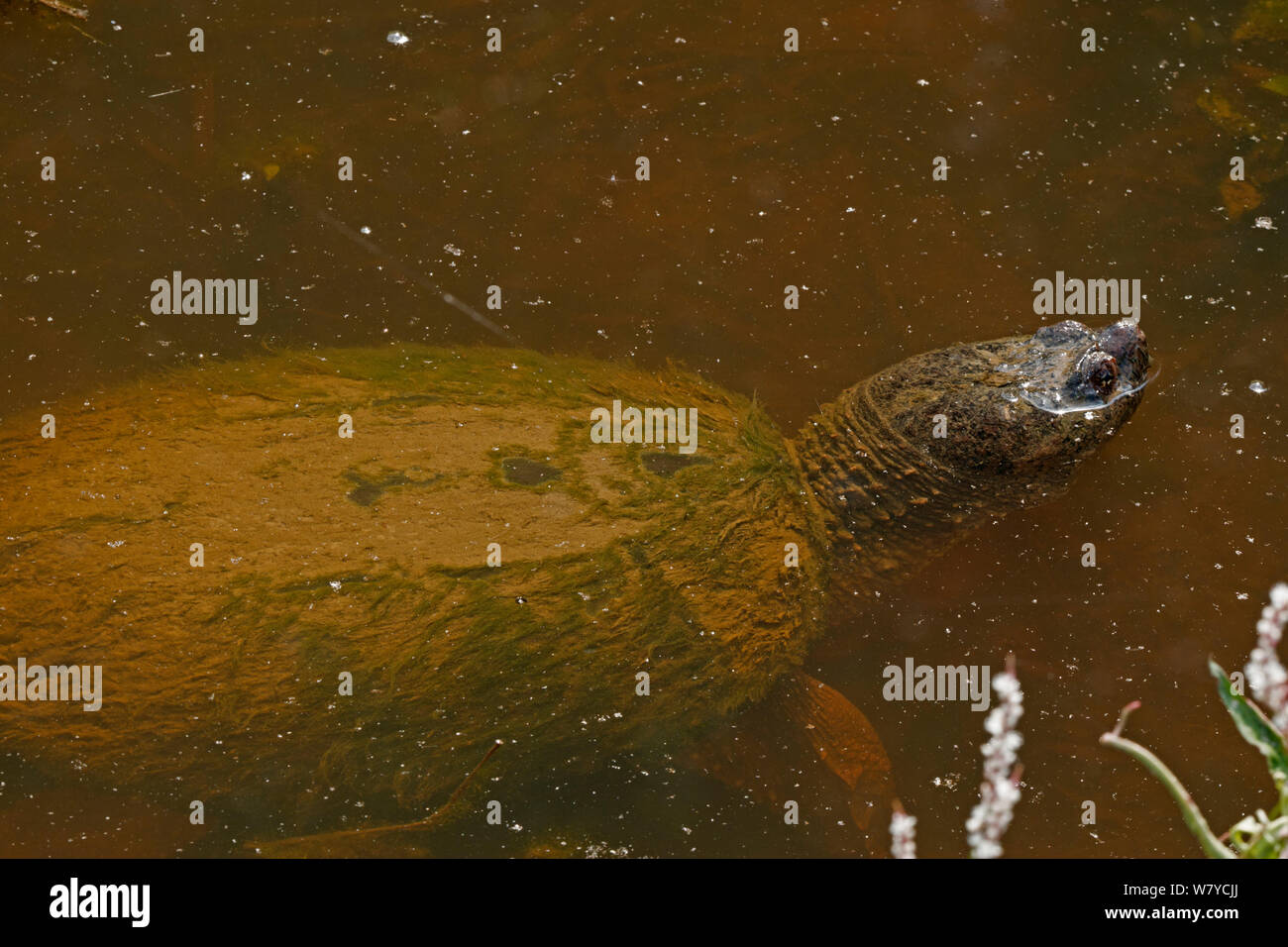 Snapping turtle (Chelydra serpentina) breathing at surface, covered in algae, Virginia, USA. September. Stock Photo
