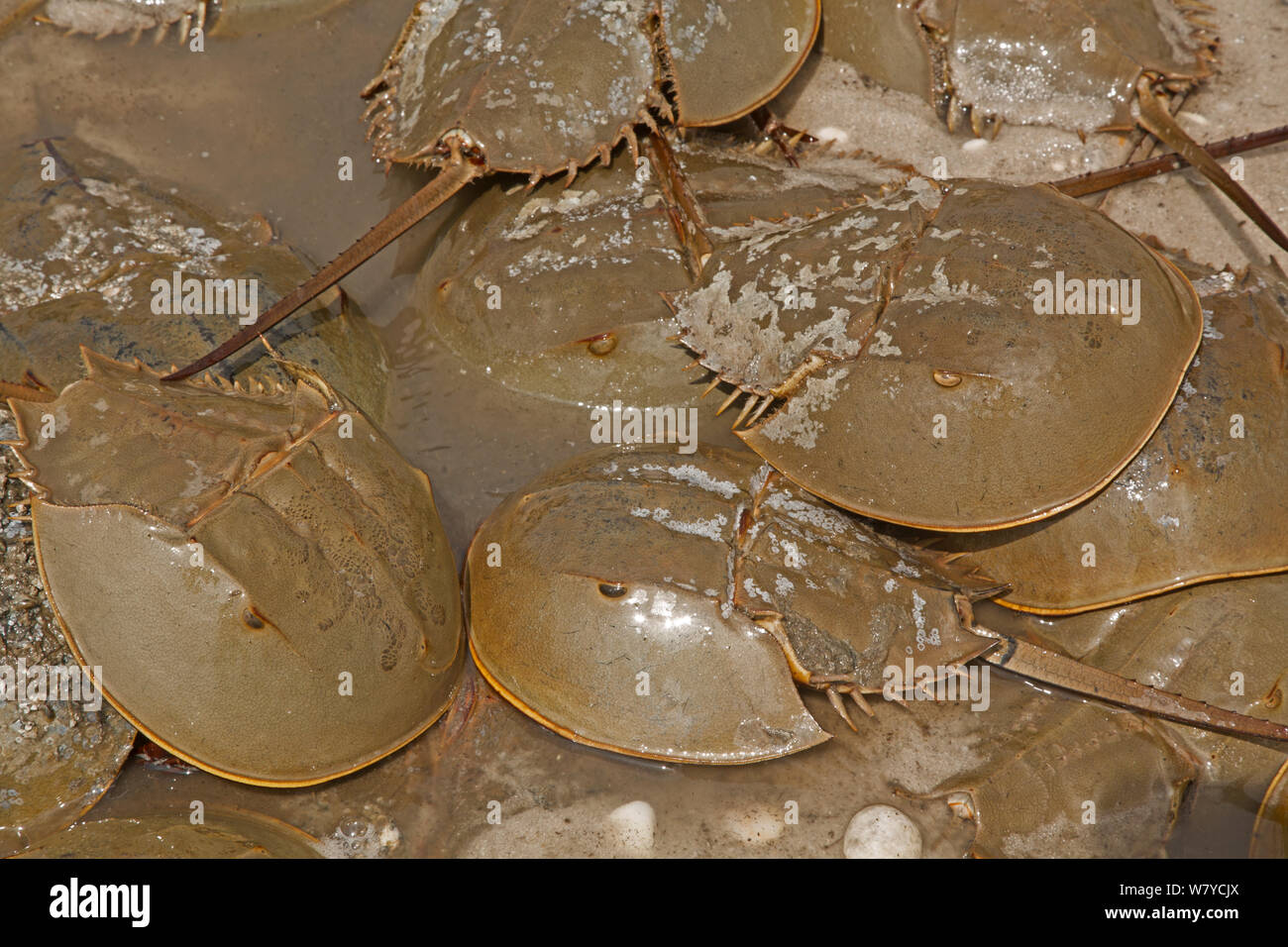 Horseshoe crabs (Limulus polyphemus) ashore to breed, clustering around