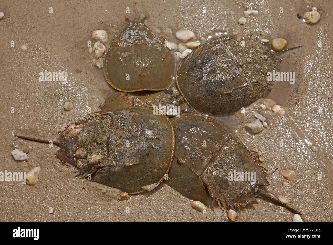 Horseshoe crabs (Limulus polyphemus) ashore to breed, clustering around
