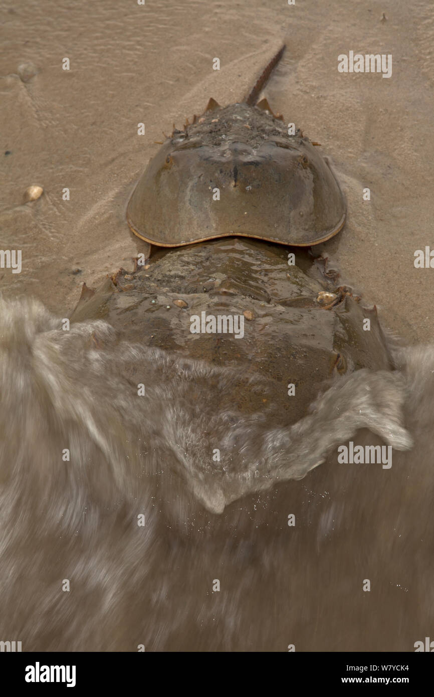 Horseshoe crabs (Limulus polyphemus) mating on the shore, Delaware bay, Delaware, USA. June