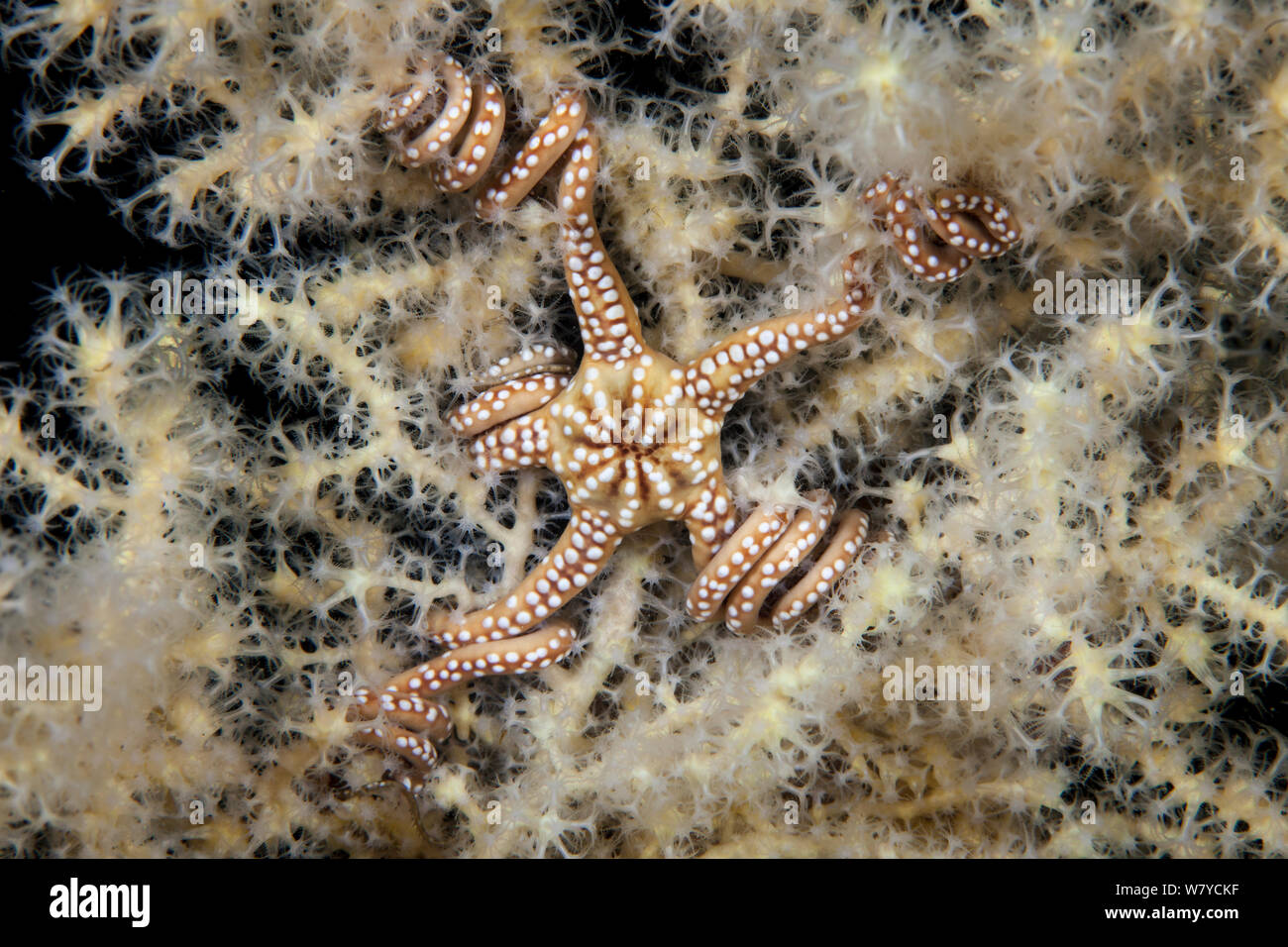 Brittle Star (Astroceras elegans) living in a symbiotic relationship on a  Fiord Fan Coral (Acanthogorgia breviflora)in Dusky Sound, Fiordland National Park, New Zealand. April 2014. Stock Photo