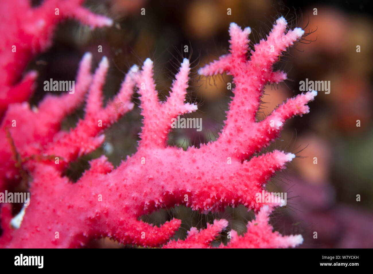 Red coral (Errina novazelandiae) in Dusky Sound, Fiordland National Park, New Zealand. Stock Photo