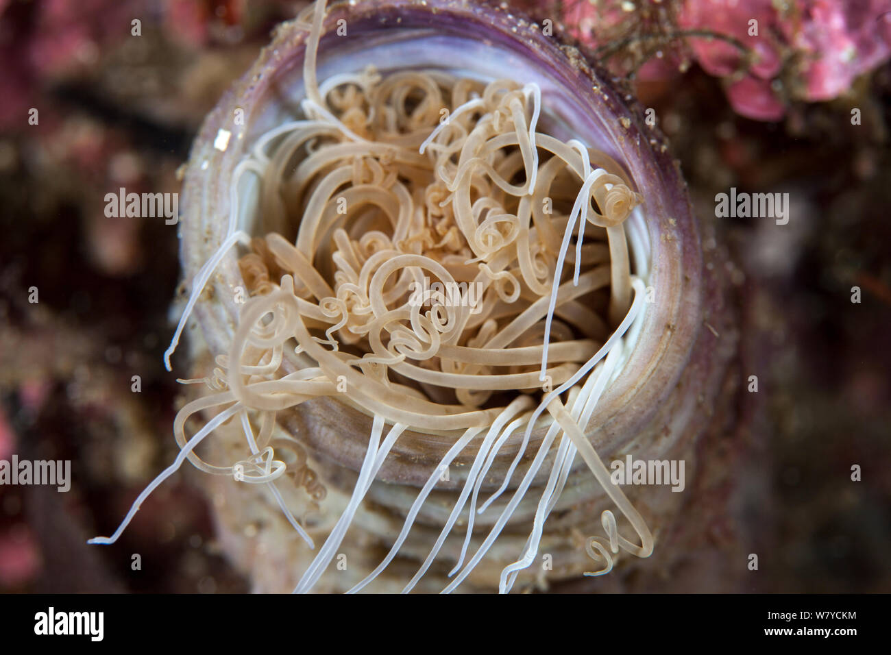 Close up of a tube anemone (Cerianthus sp) viewed from above, Dusky Sound, Fiordland National Park, New Zealand. Stock Photo