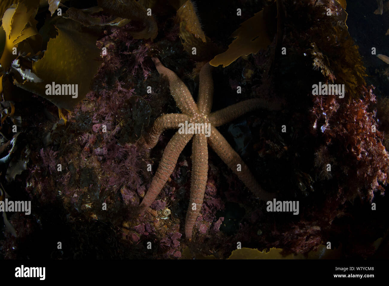 Seven Armed Starfish (Astrostole scabra) in Dusky Sound, Fiordland National Park, New Zealand. April 2014. Stock Photo