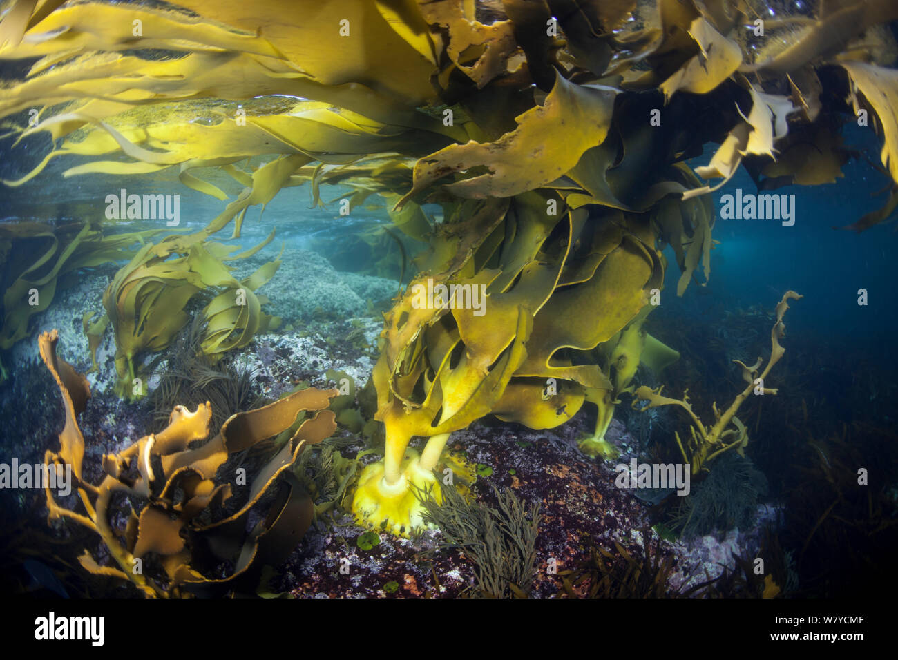 Bull kelp (Durvillaea antarctica) underwater showing holdfast, Dusky Sound, Fiordland National Park, New Zealand. April 2014. Stock Photo