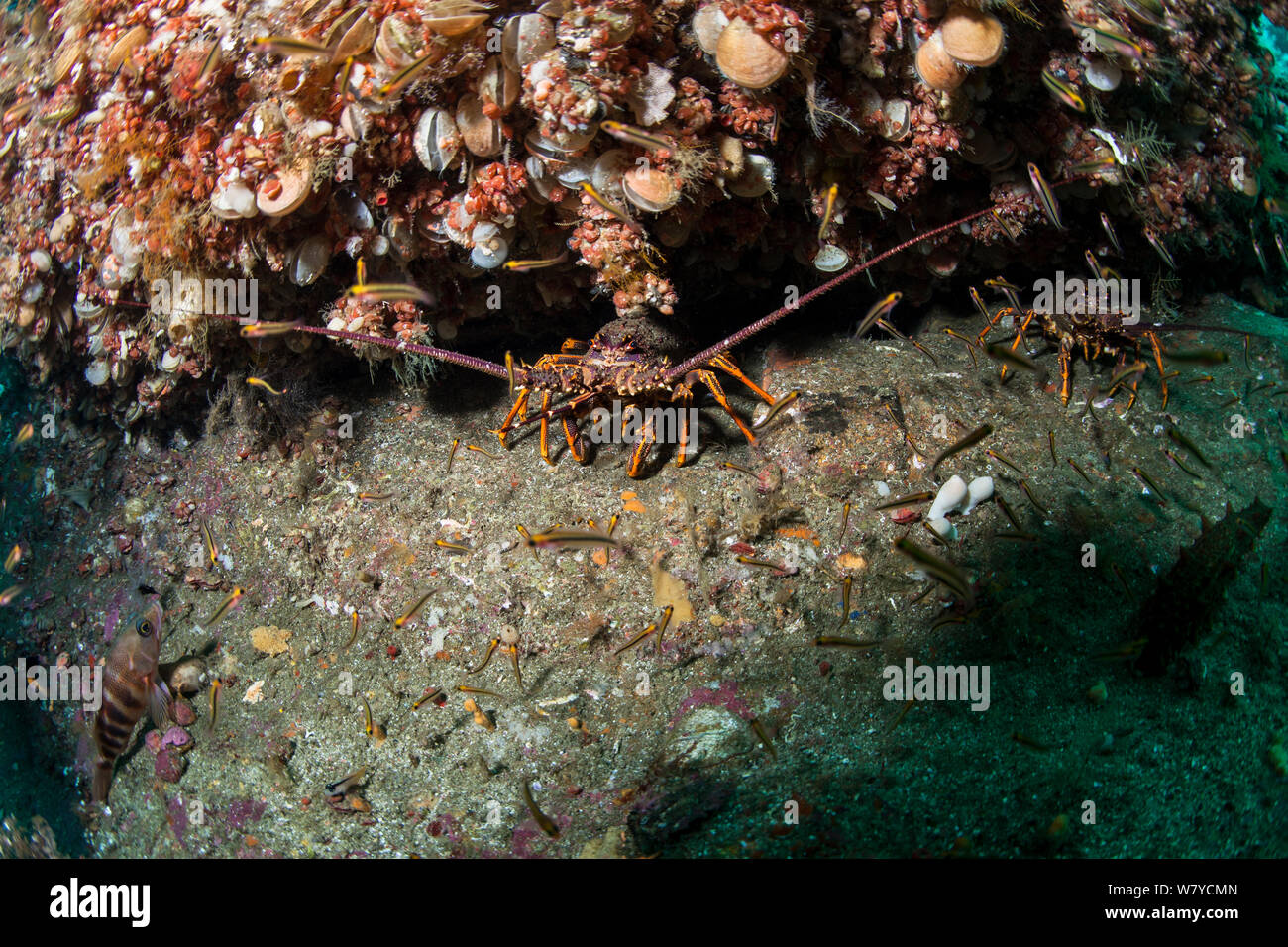 Placing Southern Rock Lobster Into A White Crate Stock Photo