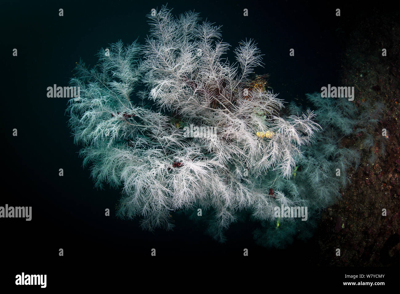 Fiordland Black Coral (Antipathella fiordensis) in Dusky Sound, Fiordland National Park, New Zealand. Stock Photo