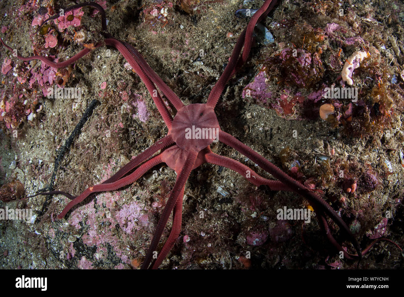 Two snake stars (Ophiopsammus maculata) in Dusky Sound, Fiordland National Park, New Zealand. Stock Photo