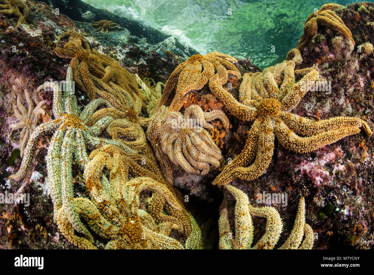 Eleven-armed starfish (Coscinasterias calamaria) in Dusky Sound, Fiordland National Park, New Zealand. Stock Photo