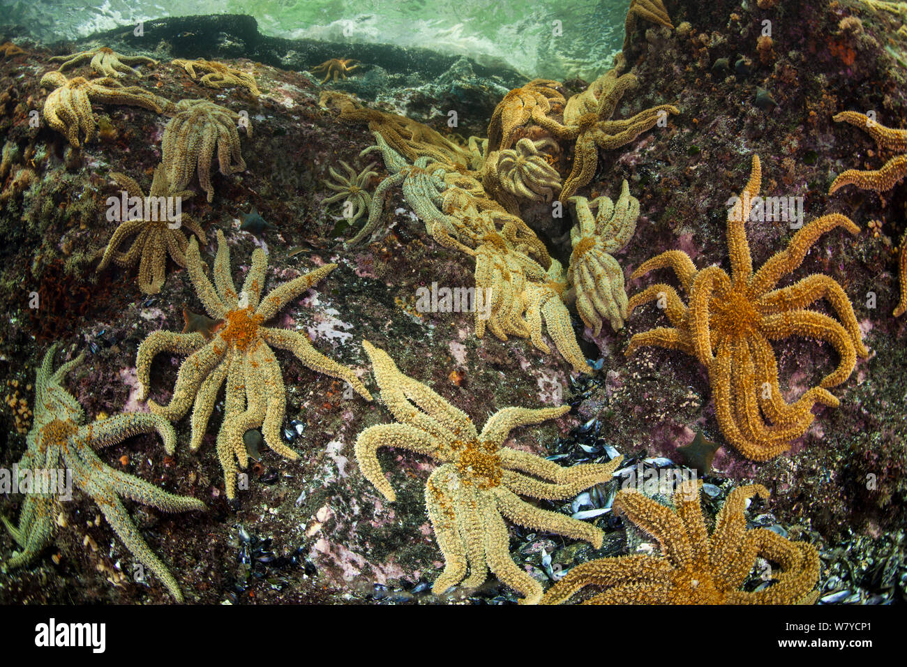 Eleven Armed Starfish (Coscinasterias calamaria) in Dusky Sound, Fiordland National Park, New Zealand. Stock Photo