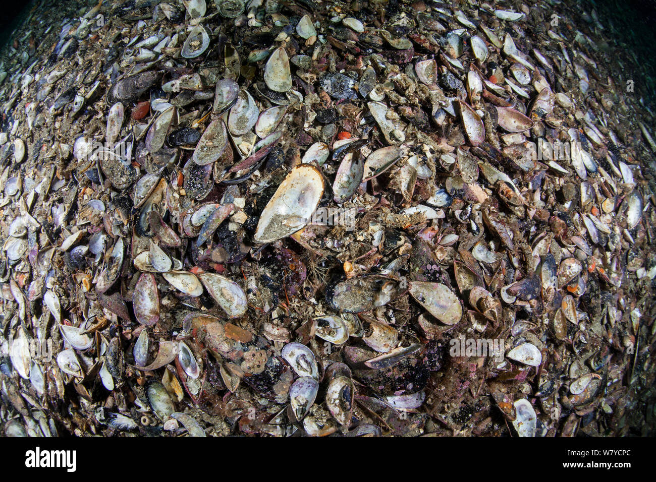 Green-lipped mussel shells (Perna canaliculus) in Breaksea Sound, Fiordland National Park, New Zealand. Stock Photo