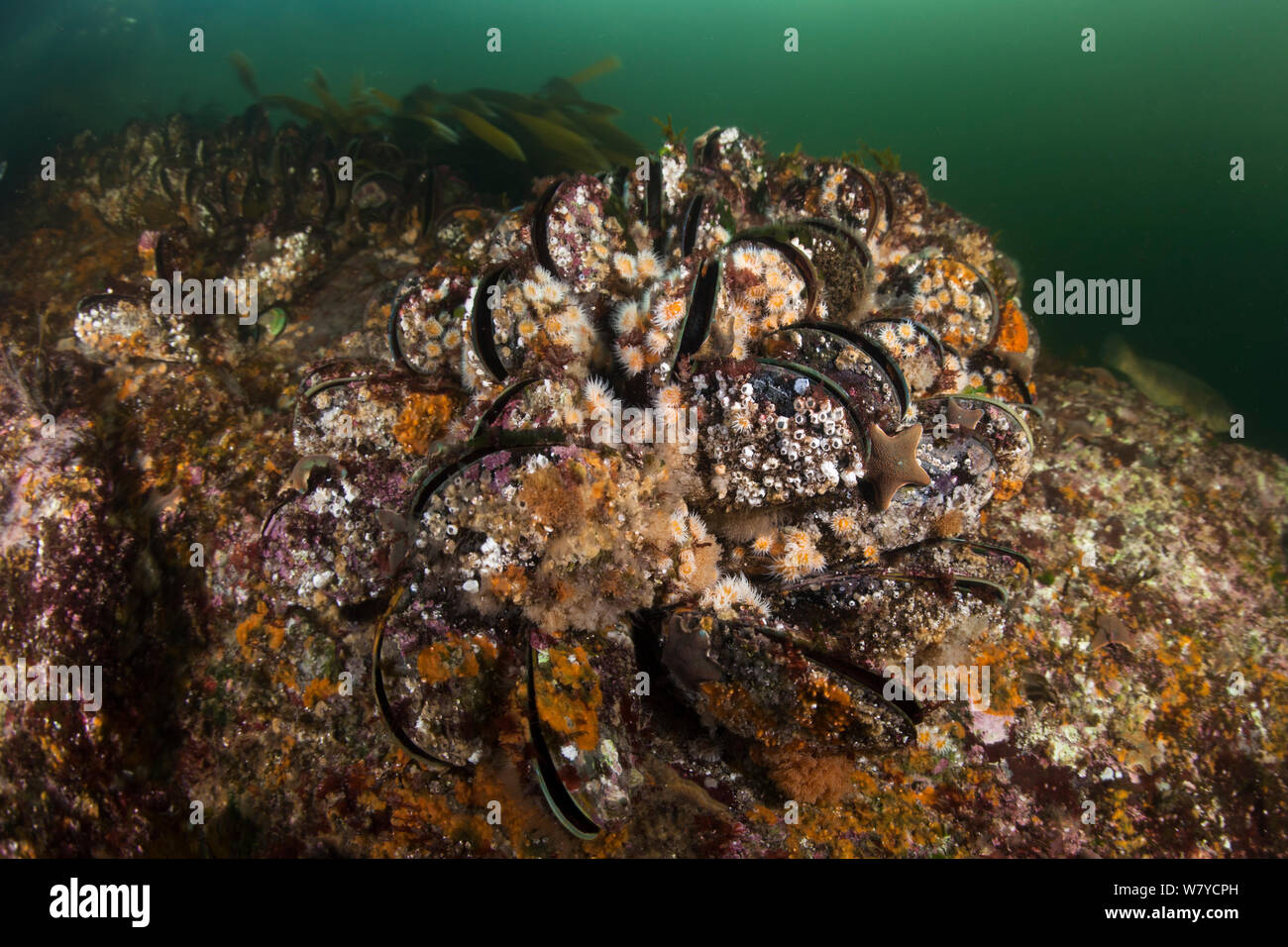 Green-lipped mussels (Perna canaliculus) covered in anemones, barnacles and a starfish in Breaksea Sound, Fiordland National Park, New Zealand. Stock Photo