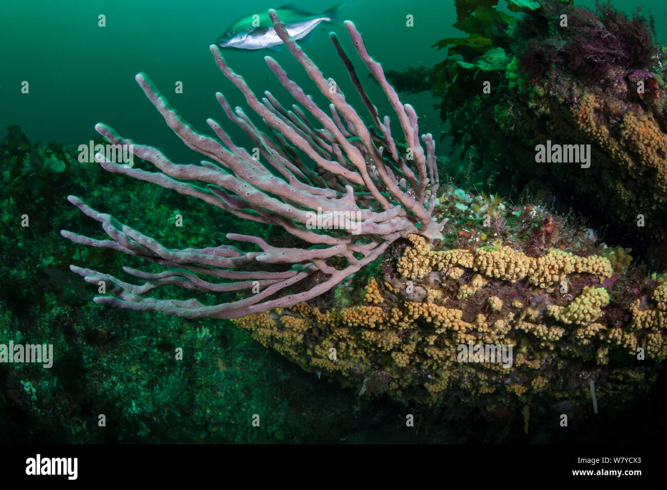 Callyspongia ramosa finger sponge hires stock photography and images Alamy