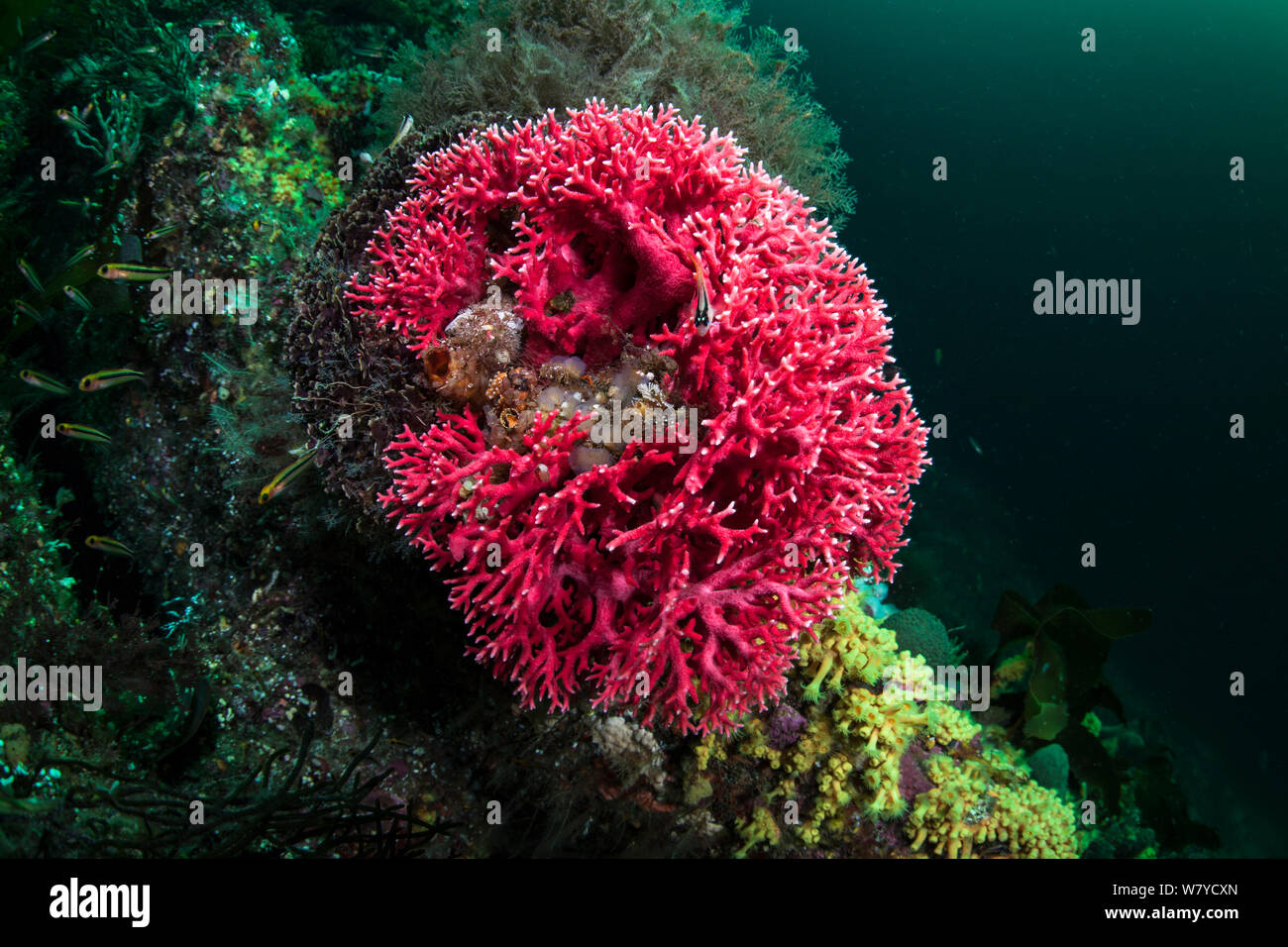 Red coral (Errina novazelandiae) in Doubtful Sound, Fiordland National Park, New Zealand. Stock Photo