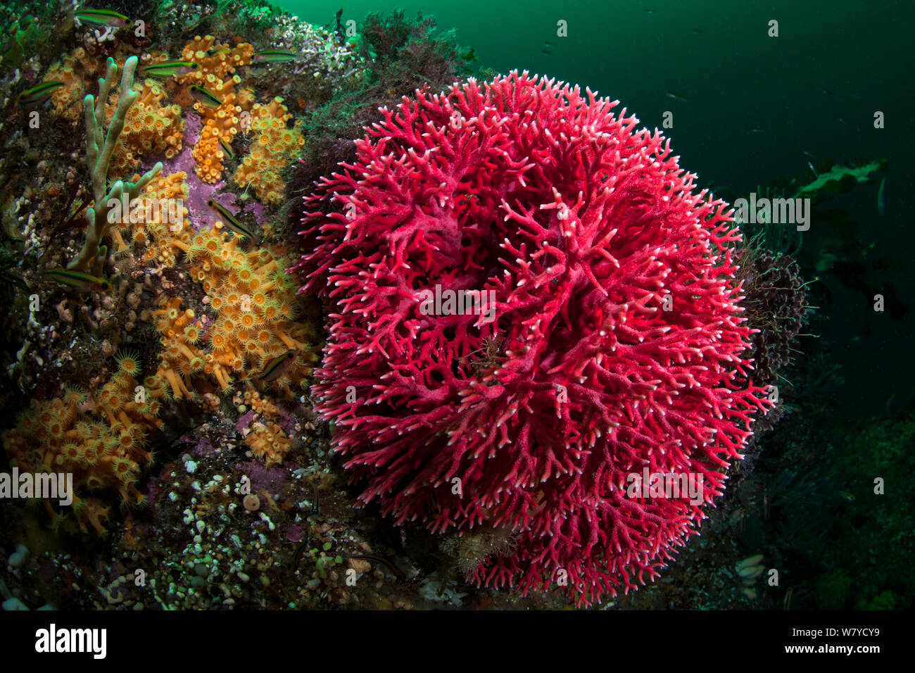 Red coral (Errina novazelandiae) in Doubtful Sound, Fiordland National Park, New Zealand. Stock Photo