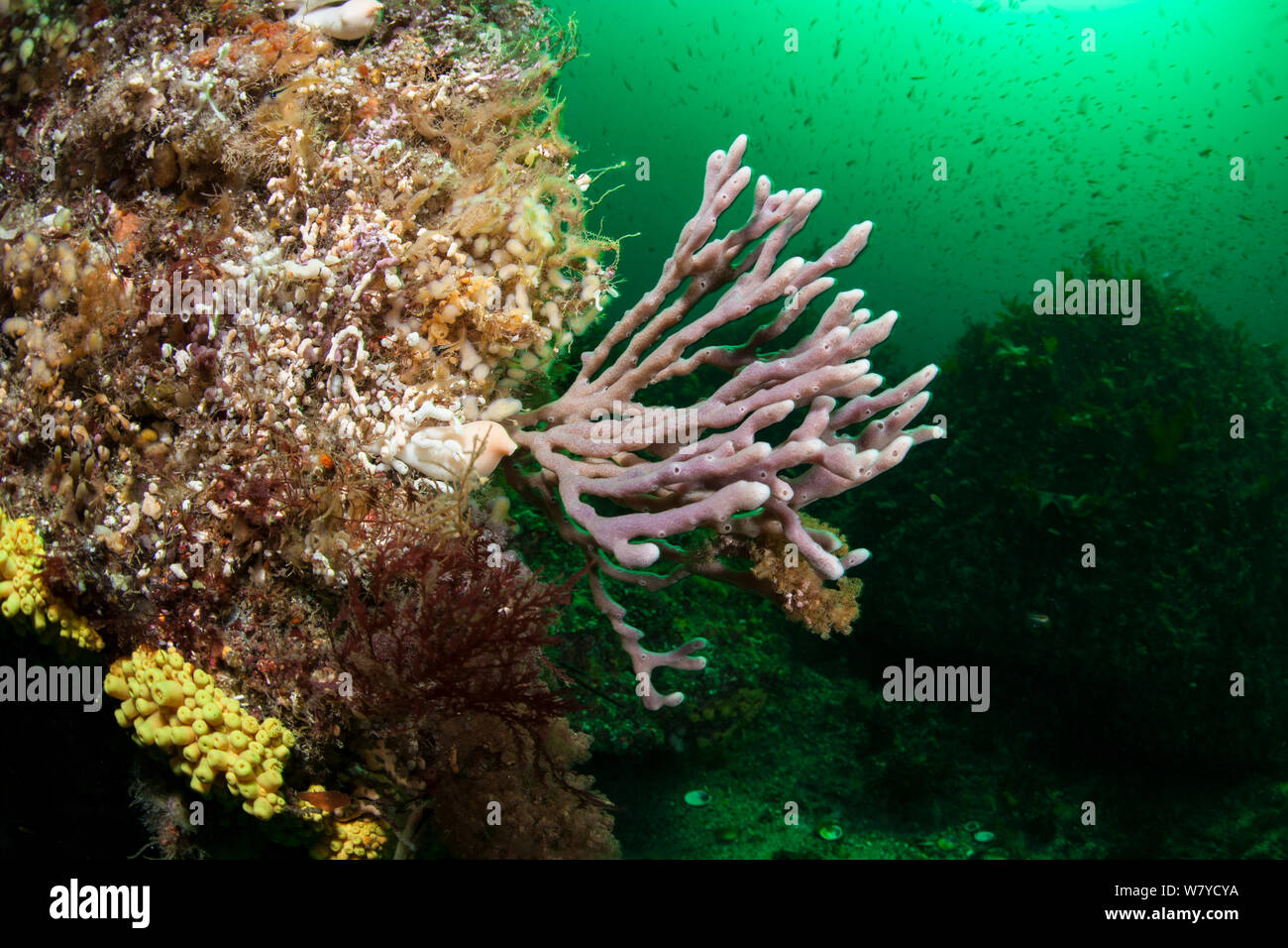 Finger Sponge (Callyspongia ramosa) in Doubtful Sound, Fiordland National Park, New Zealand